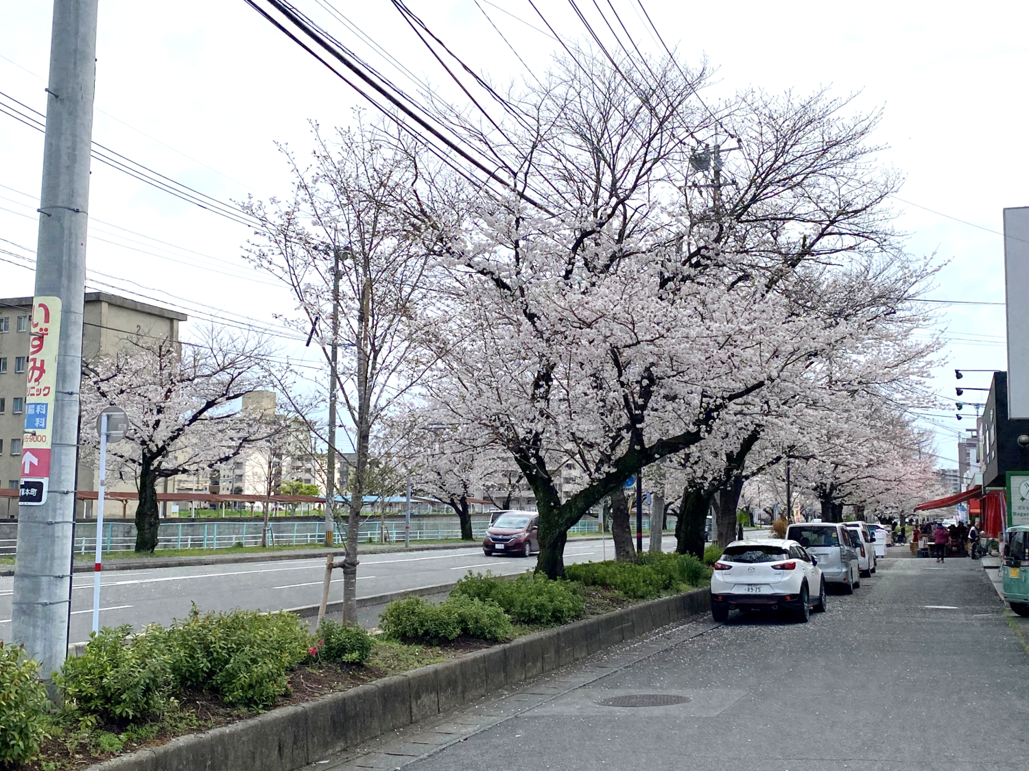 健軍自衛隊通りの桜が見ごろです